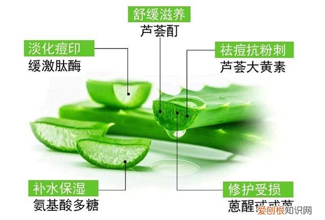 每天晚上坚持涂芦荟胶的效果 芦荟胶对痘痘和痘印有效果吗