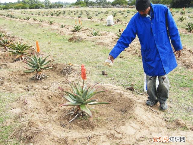 每天晚上坚持涂芦荟胶的效果 芦荟胶对痘痘和痘印有效果吗