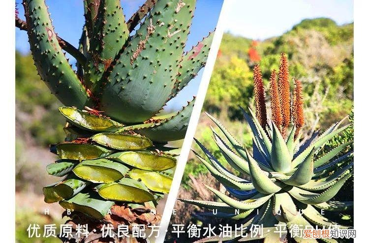 每天晚上坚持涂芦荟胶的效果 芦荟胶对痘痘和痘印有效果吗