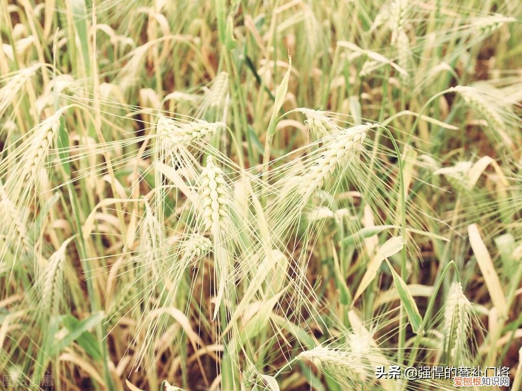 社稷的“稷”怎么读？ 稷怎么读