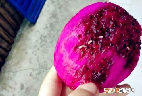 火龙果发霉了还能吃 火龙果发霉了还能不能吃