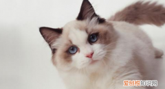 猫砂一般多长时间换一次 猫砂的更换时间