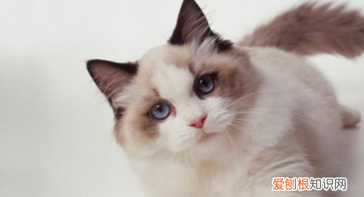 猫砂一般多长时间换一次 猫砂的更换时间