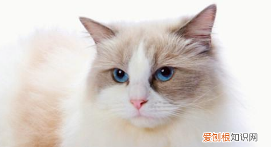 猫砂一般多长时间换一次 猫砂的更换时间