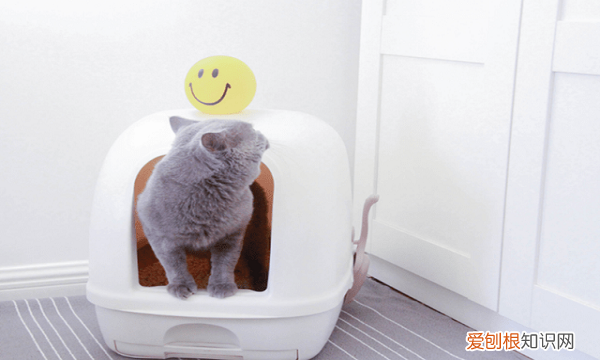 猫砂一般多长时间换一次 猫砂的更换时间