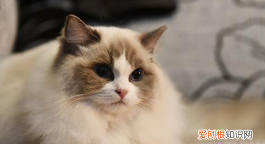 猫砂一般多长时间换一次 猫砂的更换时间