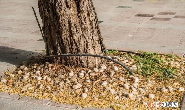 迪拜沙漠中的绿洲,迪拜沙漠之地进化史