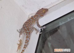 为什么壁虎是夜行动物，蛤蚧是什么动物 蛤蚧是啥动物