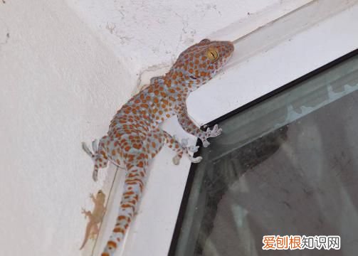 为什么壁虎是夜行动物，蛤蚧是什么动物 蛤蚧是啥动物