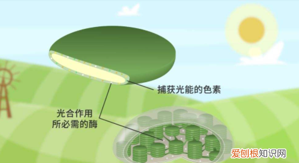 光合色素分布于哪里