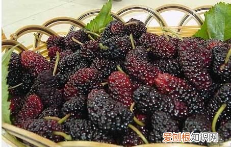 桑葚怎么清洗干净吃多了会中毒 桑葚吃多了会不会中毒