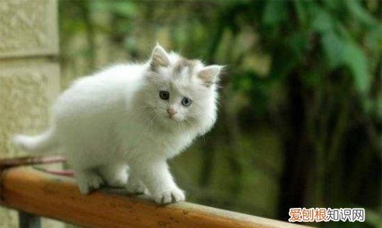 猫最怕的气味和东西是什么，猫最怕什么东西 猫最怕哪些东西