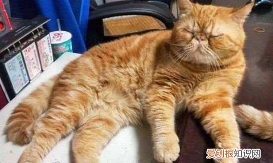 猫最怕的气味和东西是什么，猫最怕什么东西 猫最怕哪些东西