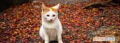 猫最怕的气味和东西是什么，猫最怕什么东西 猫最怕哪些东西