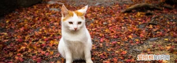 猫最怕的气味和东西是什么，猫最怕什么东西 猫最怕哪些东西