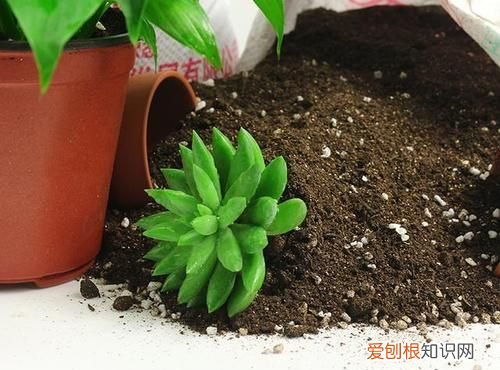 盆栽不换土怎么施肥 怎么给没有换土的盆栽施肥
