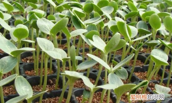 西瓜什么时候打顶，西瓜苗长多大掐尖视频