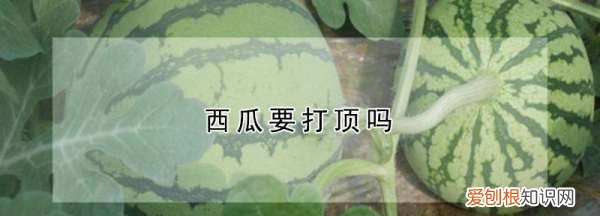 西瓜什么时候打顶，西瓜苗长多大掐尖视频