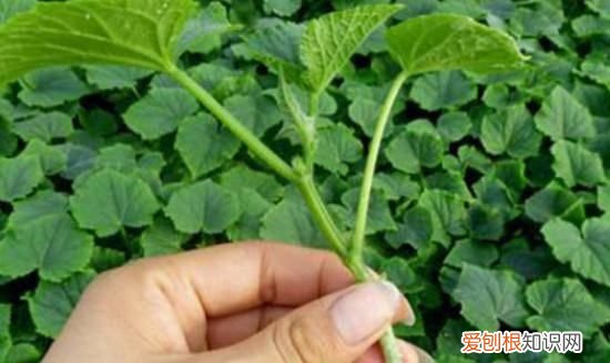 西瓜什么时候打顶，西瓜苗长多大掐尖视频