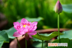 桃花几月开放，桃树的花在什么时候开放