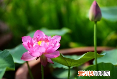 桃花几月开放，桃树的花在什么时候开放