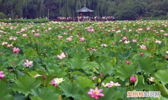 桃花几月开放，桃树的花在什么时候开放