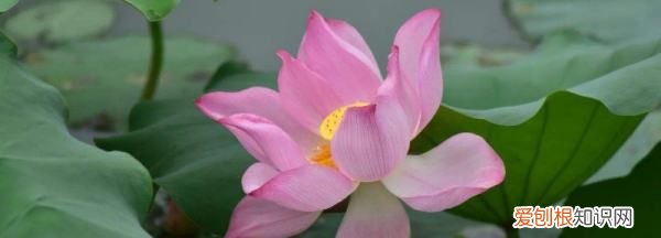 桃花几月开放，桃树的花在什么时候开放