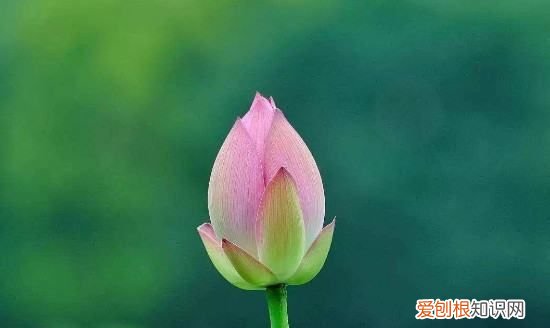 桃花几月开放，桃树的花在什么时候开放