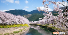 东湖景区夏天有樱花，樱花会开在夏天 夏天可以看到樱花