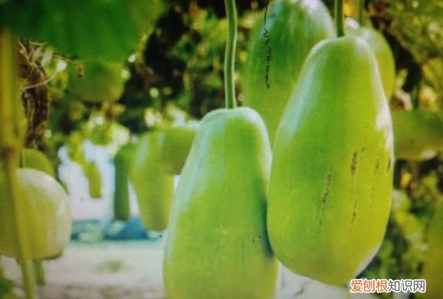 香榧开花到成熟需多长时间 香榧开花到成熟需要的时间介绍
