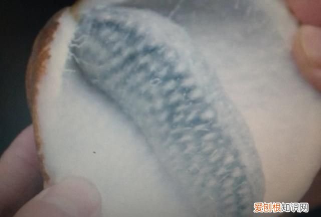 香榧开花到成熟需多长时间 香榧开花到成熟需要的时间介绍