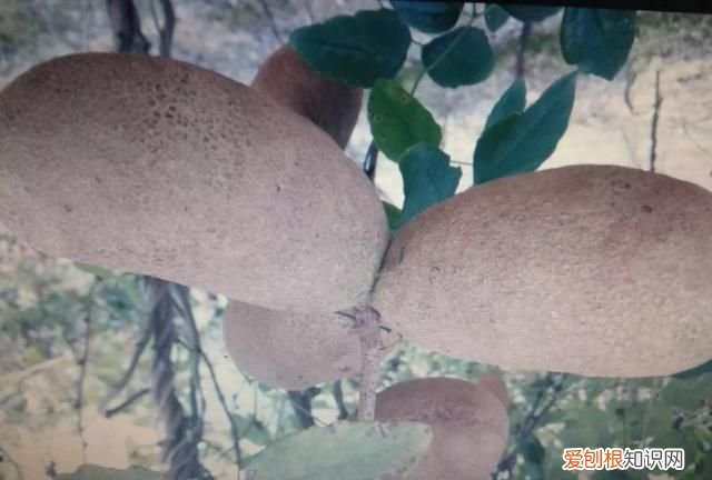 香榧开花到成熟需多长时间 香榧开花到成熟需要的时间介绍