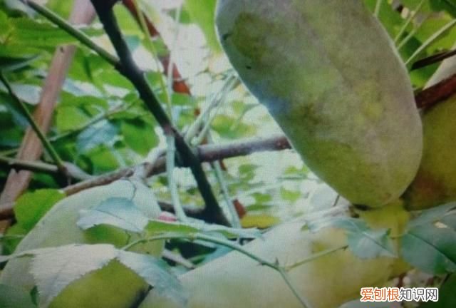香榧开花到成熟需多长时间 香榧开花到成熟需要的时间介绍