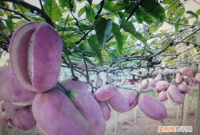 香榧开花到成熟需多长时间 香榧开花到成熟需要的时间介绍