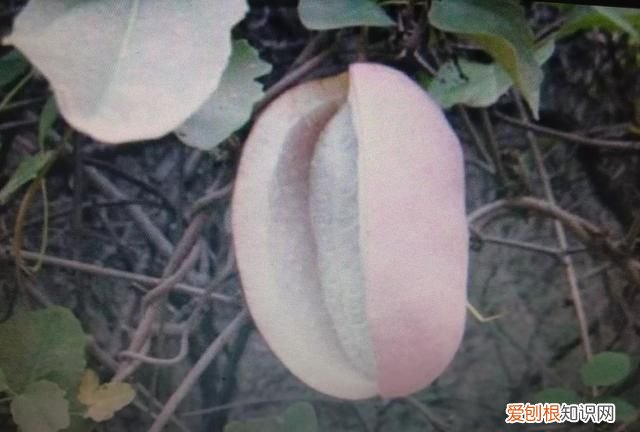 香榧开花到成熟需多长时间 香榧开花到成熟需要的时间介绍