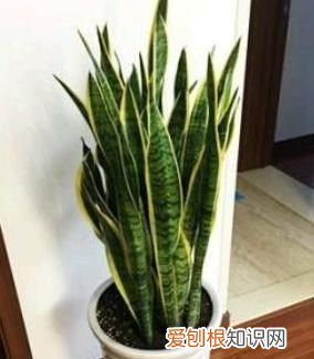 15米高虎皮兰如何换盆，虎皮兰换盆的正确方法 虎皮兰如何换盆