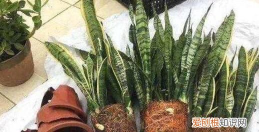 15米高虎皮兰如何换盆，虎皮兰换盆的正确方法 虎皮兰如何换盆
