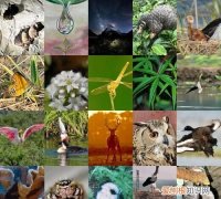 保护生物多样性宣传语，保护生物多样性宣传标语