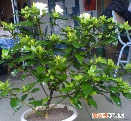 栀子花换盆怎么洗根,栀子花换盆时可以把须根剪掉