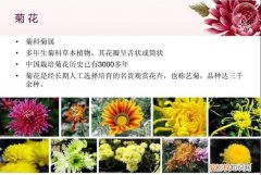 菊花的生长过程 菊花的生长过程是怎么样的