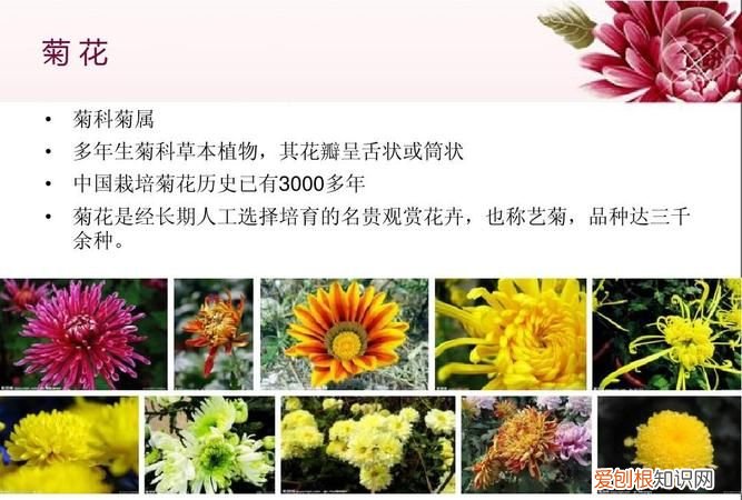 菊花的生长过程 菊花的生长过程是怎么样的