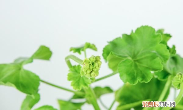 天竺葵快速生根法，扦插天竺葵得多长时间生根呢