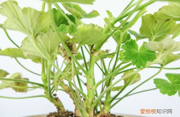 天竺葵快速生根法，扦插天竺葵得多长时间生根呢