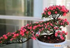 盆栽杜鹃用什么土好 盆栽杜鹃应该用啥土