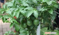百香果的根有多长，盆栽百香果的种植方法 如何种植百香果
