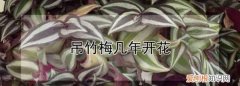 办公室不开花的植物，吊竹梅开花 吊竹梅会不会开花