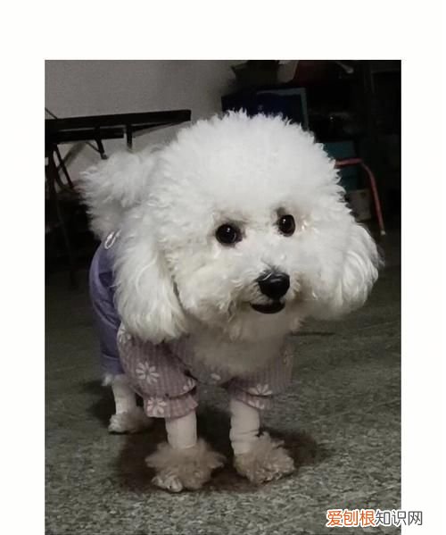 比熊幼犬脚掌多大，怎样挑选比熊幼犬 挑选比熊幼犬方法