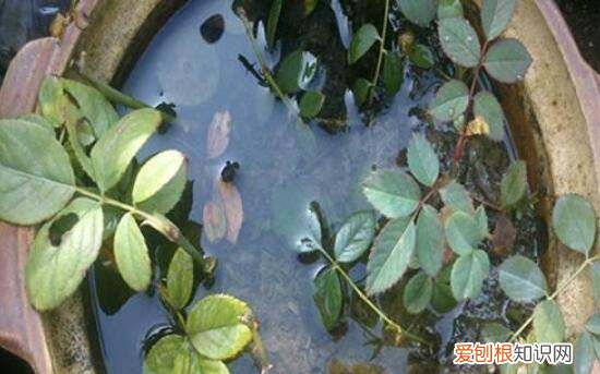 月季花剪枝后几天扦插，月季花的插扦方法 手把手教你扦插月季花