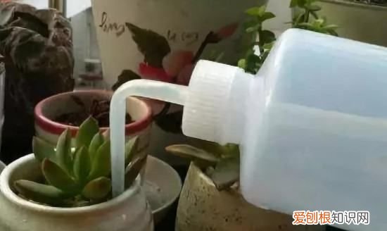 多肉植物多久浇水一次 多肉植物什么时候浇水一次