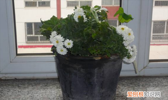 雏菊叶子蔫了怎么办 雏菊叶子蔫了有什么办法